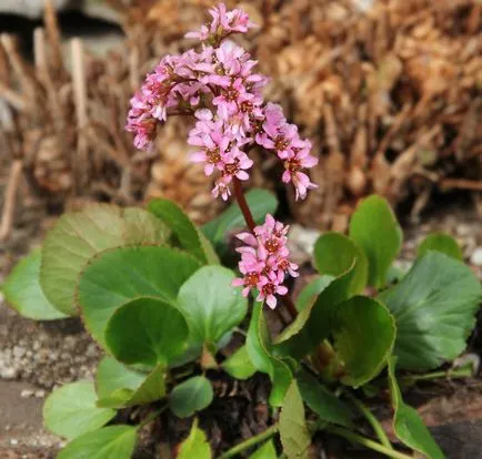 crassifolia