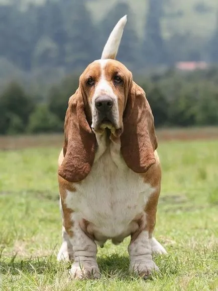 Basset Hound - Descriere Rasă, fotografie, caracteristicile rasei și recenzii (rocă) Basset Hound - Descriere Rasă, fotografie, caracteristicile rasei si recenzii