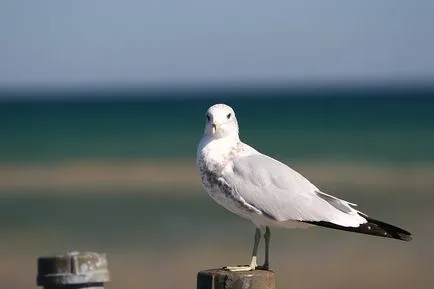 Cum să se odihnească pe mare este complet gratuit, vom afișa un sfat incredibil de util (restul) Cum să se odihnească pe mare este complet gratuit, vom afișa o sfaturi incredibil de util