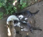 De ce pisicile se spală totul despre pisici și pisici cu dragoste (de ce o pisică spălări) De ce pisicile se spală totul despre pisici și pisici cu dragoste