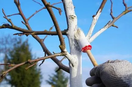 Spoială cu ziduri de var și tavan ca o soluție diluată și să facă o reparație de calitate (lapte de var) Spoială cu pereți și tavan de var ca o soluție diluată și să facă o reparație de calitate