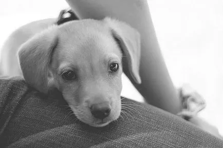 De ce frisoane câine și ce să facă blog veterinarii - belanta (jitter) De ce frisoane câine și ce să facă blog veterinarii - belanta