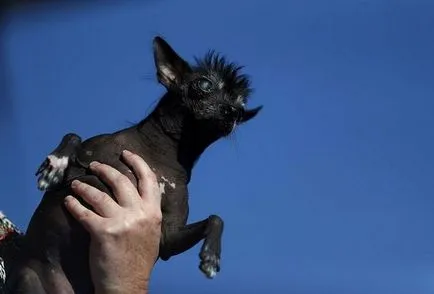 Câștigătorul și ceilalți participanți ai concursului „cel mai urât câine în 2016,“ umkra (sweepee rambo) Câștigătorul și ceilalți participanți ai concursului „cel mai urât câine în 2016,“ umkra