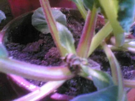 De ce innegresc, putregai, uscat și nu în muguri de floare Gloxinia (înnegrite) De ce innegresc, putregai, uscat și nu în floare muguri Gloxinia