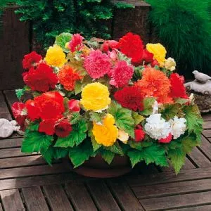 Begonia în creștere, de plantare begonie tubercul și de îngrijire la domiciliu