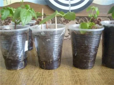 propagarea Begonia prin butași în foi de apă la domiciliu