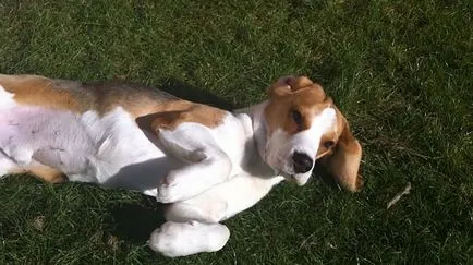 descriere rasa Beagle, personaj cu fotografii și video