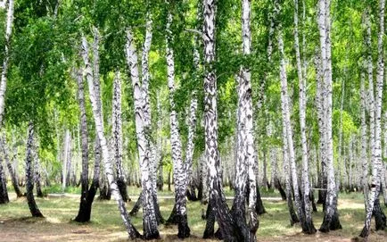 Birch de placi tavan cu mâinile lor pentru proiectarea unei grădinițe