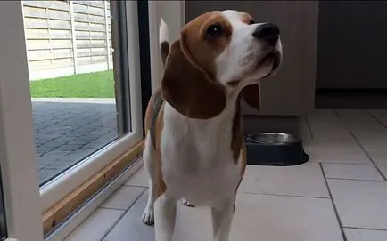 descriere rasa Beagle, personaj cu fotografii și video