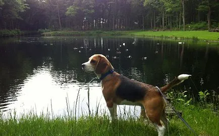 descriere rasa Beagle, personaj cu fotografii și video