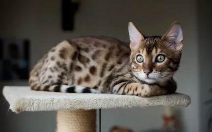 Bengaleza fotografie fotografii frumoase și descriere rasa, natura pisica Bengal