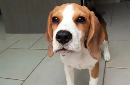 descriere rasa Beagle, personaj cu fotografii și video