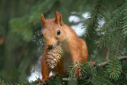 Squirrel Woodsman