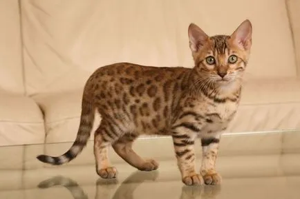 Bengaleza fotografie fotografii frumoase și descriere rasa, natura pisica Bengal