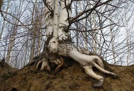 Birch de placi tavan cu mâinile lor pentru proiectarea unei grădinițe