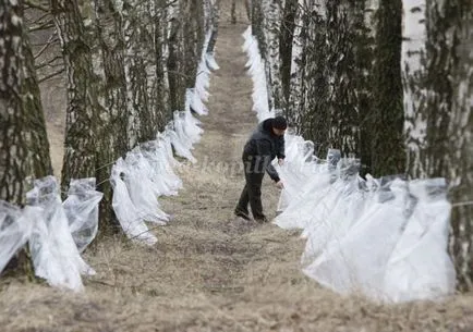Birch de placi tavan cu mâinile lor pentru proiectarea unei grădinițe