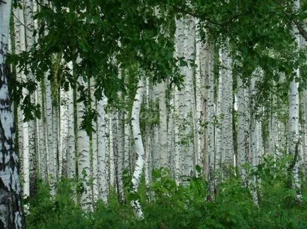 Birch de placi tavan cu mâinile lor pentru proiectarea unei grădinițe