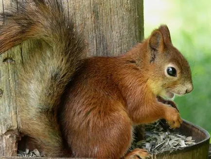 Squirrel Woodsman