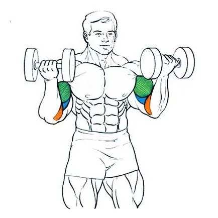 exerciții de bază pentru biceps la domiciliu