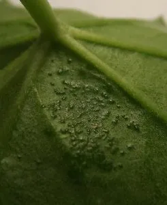 Bolilor și dăunătorilor de plante de interior, modul de a trata houseplants