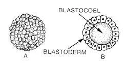 Blastocoel - l