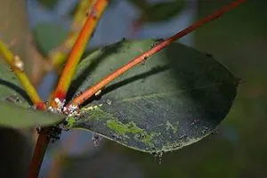 Bolilor și dăunătorilor de plante de interior, modul de a trata houseplants