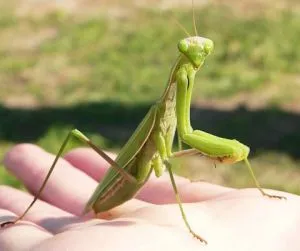 Mantis la domiciliu, care trebuie să știți proprietarii novice (să știe) Mantis la domiciliu, care trebuie să știți proprietarii novice