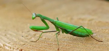 Mantis la domiciliu