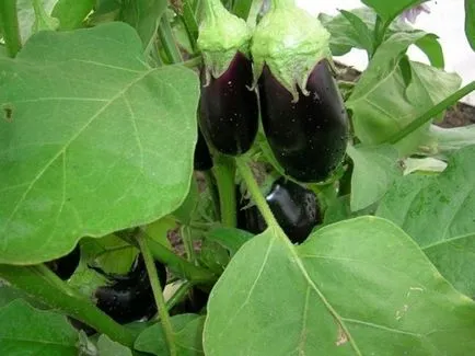 Boli si daunatori de vinete