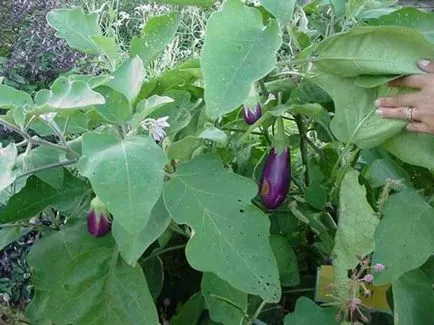 Boli si daunatori de vinete
