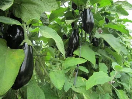 Boli de vinete decât vindecarea (vinete) Boala Vinete decât pentru a trata