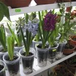 Boli houseplants specii, tratamentul si prevenirea (plante) Boli ale soiurilor Plante de casa, tratamentul și prevenirea