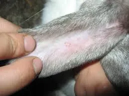 Boli ale iepurilor si tratamentul lor (prevenirea simptomelor de fotografie) (simptome) Boli de iepuri și tratament (simptome foto) de prevenire a acestora