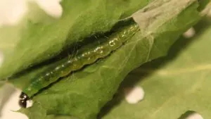 Boli si daunatori de meri și controlul acestora