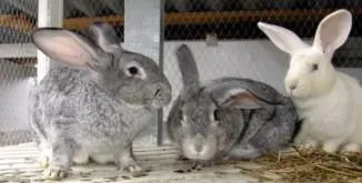Simptomele bolii de iepuri și tratamentul lor, foto, video
