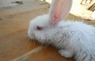 Simptomele bolii de iepuri și tratamentul lor, foto, video