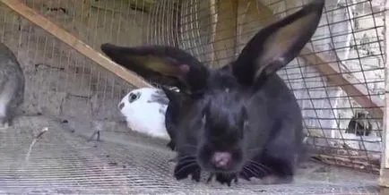 Simptomele bolii de iepuri și tratamentul lor, foto, video