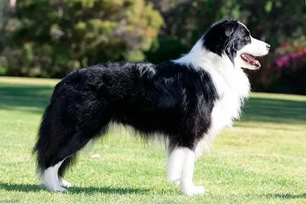 Border Collie - fotografii, descriere, natura, conținutul, produse alimentare, cumpărare