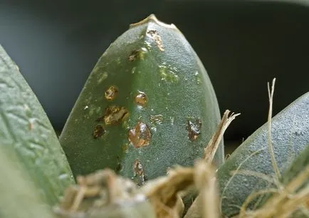 Boli houseplants specii, tratament și prevenție (cameră) Boli ale soiurilor Plante de casa, tratamentul și prevenirea