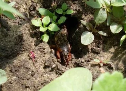 Lupta împotriva Medvedkov, grădină - semne, metode