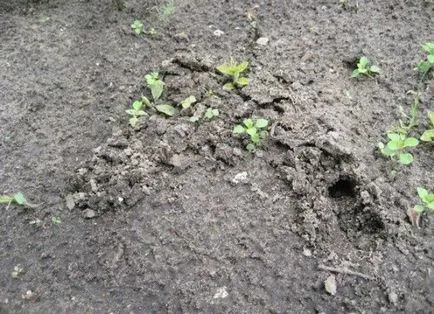 Lupta împotriva Medvedkov, grădină - semne, metode