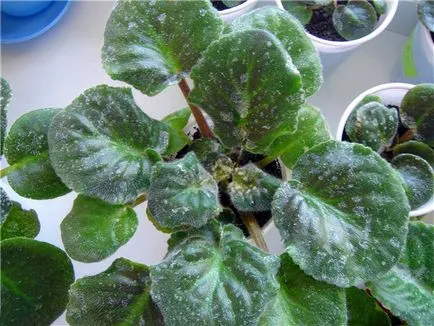 Boli houseplants specii, tratamentul si prevenirea (plante) Boli ale soiurilor Plante de casa, tratamentul și prevenirea