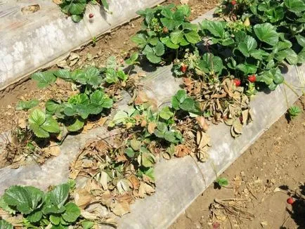 Boli de căpșuni și o fotografie a tratamentului lor