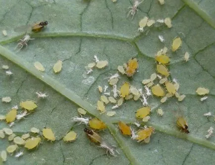 Boli houseplants specii, tratamentul si prevenirea (plante) Boli ale soiurilor Plante de casa, tratamentul și prevenirea