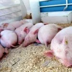 Purceii lunare de alimentare în casă (home) Ce să se hrănească porcii în casă lunară