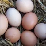Ce și cum să se hrănească rațele în standardele dieta acasă și de hrănire (hrana pentru animale rațe) Ce și cum să se hrănească rațele din dieta acasă și regulile de hrănire