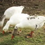 Ce și cum să se hrănească rațele din dieta de origine și standardele de hrănire (dreapta) Ce și cum să se hrănească rațele din dieta acasă și regulile de hrănire