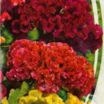 Celosia pieptene tot mai mare de semințe - instrucțiuni detaliate!