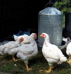 Alimentarea de pui de carne la domiciliu, să crească mai repede (dieta pui de carne) Alimentarea de pui de carne la domiciliu, să crească mai repede
