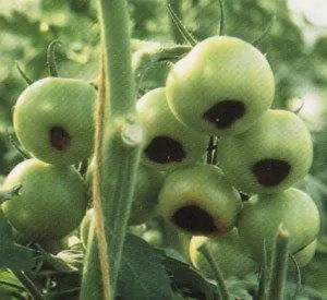 Tomatele sunt bolnavi și cum să le trateze, osadovod - toate Sade, gradina si design